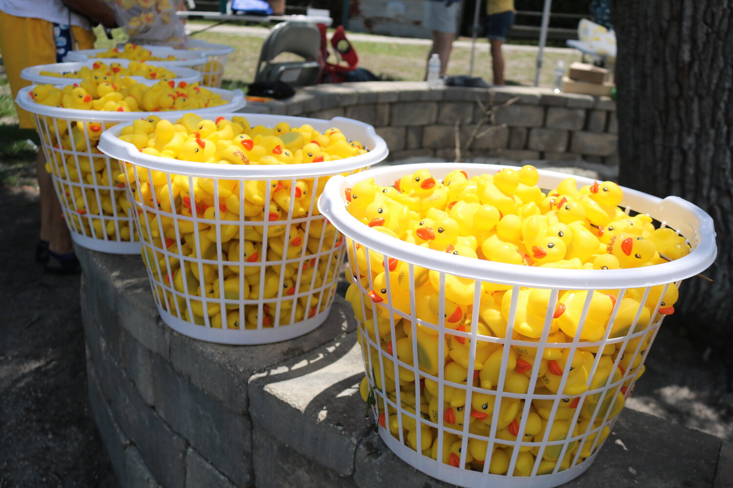 Three thousand rubber ducks took part in the race.
